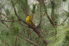 Oriolus tenuirostris