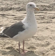 Larus occidentalis