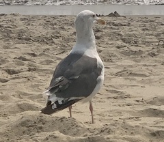 Larus occidentalis