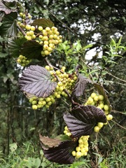 Viburnum betulifolium