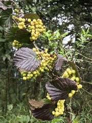 Viburnum betulifolium