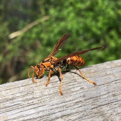 Polistes jokahamae