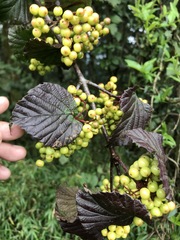 Viburnum betulifolium