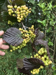 Viburnum betulifolium