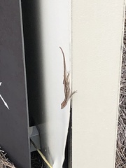 Anolis sagrei