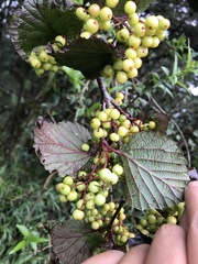 Viburnum betulifolium