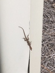 Anolis sagrei