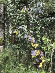 Viburnum betulifolium