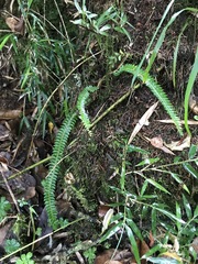 Polystichum stenophyllum