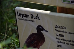 Anas laysanensis