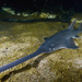 Common Sawfish - Photo (c) Simon Fraser University -  Communications & Marketing, some rights reserved (CC BY)