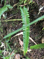 Polystichum stenophyllum