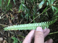 Polystichum stenophyllum