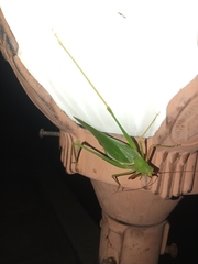 Sinochlora longifissa