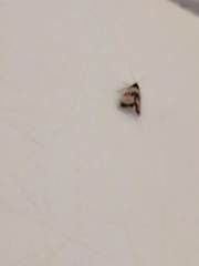 Neocochylis dubitana