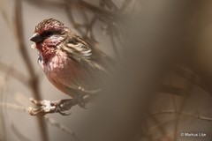 Carpodacus pulcherrimus