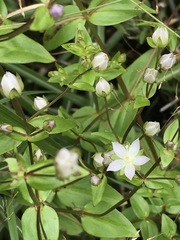 Swertia macrosperma