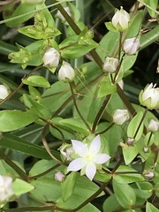 Swertia macrosperma