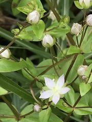Swertia macrosperma