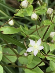 Swertia macrosperma