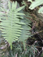 Polypodiodes amoena