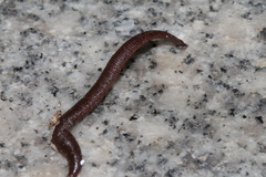 Erpobdellidae