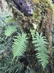 Polypodiodes amoena