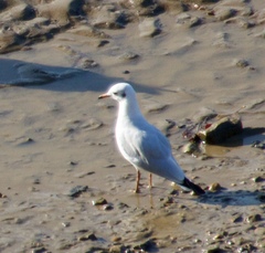 Chroicocephalus ridibundus
