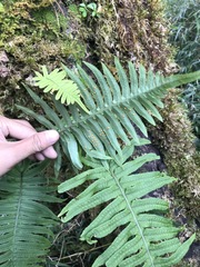 Polypodiodes amoena