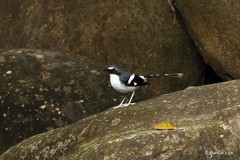 Enicurus schistaceus