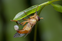 Campylocera chelyonothus