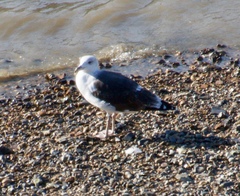 Larus marinus
