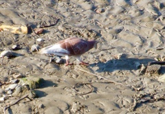 Columba livia domestica