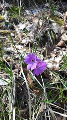 Primula glaucescens