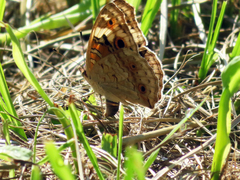 Junonia orithya orithya