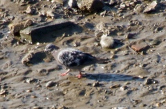 Columba livia domestica