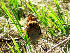 Junonia orithya orithya