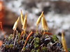 Encalypta microstoma - Photo (c) martina_poeltl, some rights reserved (CC BY-NC), uploaded by martina_poeltl