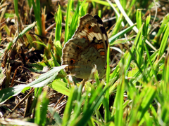 Junonia orithya orithya