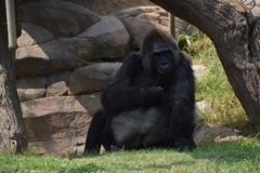 Gorilla gorilla
