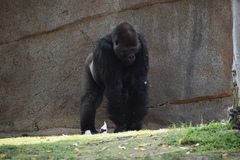 Gorilla gorilla