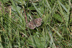 Muschampia floccifera