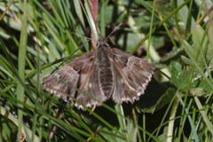 Muschampia floccifera