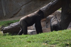 Gorilla gorilla