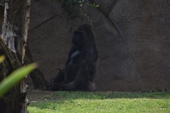 Gorilla gorilla