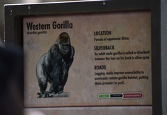 Gorilla gorilla