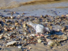 Columba livia domestica