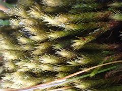 Philonotis tomentella