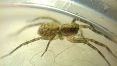 Lycosidae