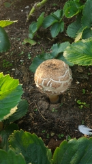 Fungi